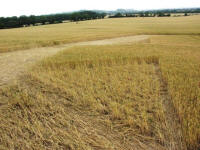 Cley Hill, Wiltshire crop circle, aerial photo 61